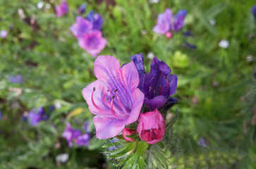 pink and purple wildflower, background, viper's bugloss, background