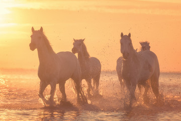 Beautiful white horses run gallop in the water at soft yellow sunset light, National park Camargue, Bouches-du-rhone department, Provence - Alpes - Cote d'Azur region, south France