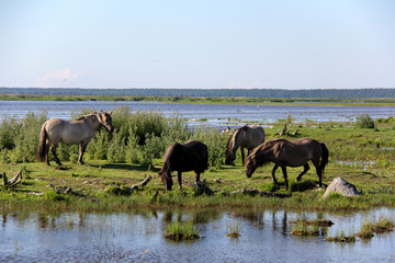 Wild horses graze and eat grass in the meadow on lake, Nature Park - Engures Ezers 
