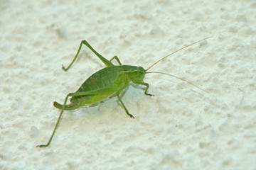 Grashüpfer