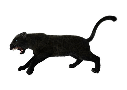 3D Illustration Black Panther on White