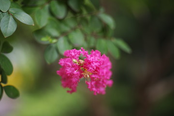 beautiful street wild flower