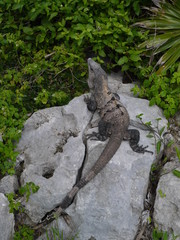 Varan Tulum