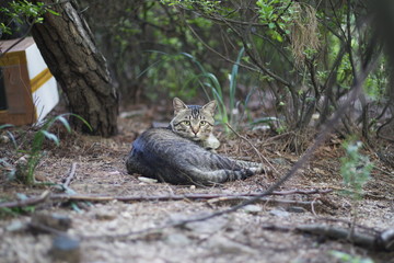 cute lovely street cat