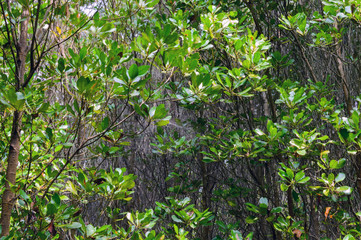 Mangrove forest at Pranburi Forest National Park, Prachuap Khiri Khan, Thailand