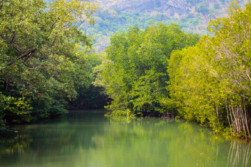 Mangrove forest at Pranburi Forest National Park, Prachuap Khiri Khan, Thailand