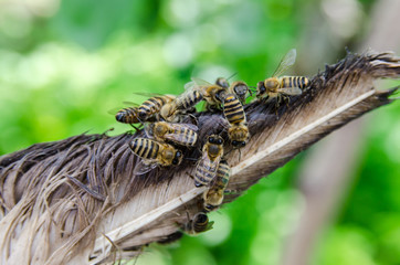 Bees in an apiary, on a green background close up