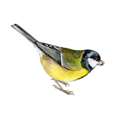 Obraz premium Great Tit Bird. On white background. Watercolor illustration