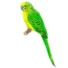 Parrot wavy, green. Illustration. Watercolor