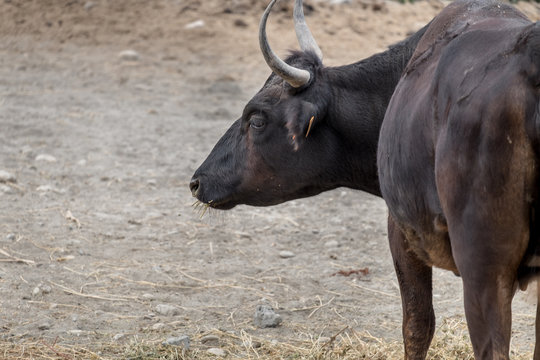 Bullfighting black bulls at Camargue Park on delta Rhone River, France