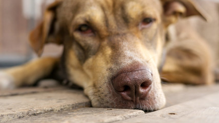 Close up of a nose of a brown dog.