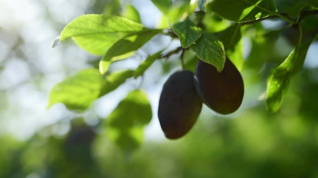 Ripe organic plums on a tree branch in the orchard, selective focus with shallow depth of field and sunlight lens flare