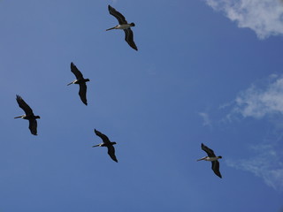 Birds
