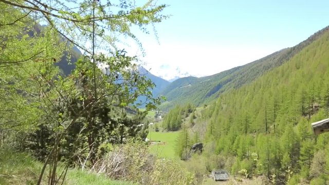 Camminata nel verde