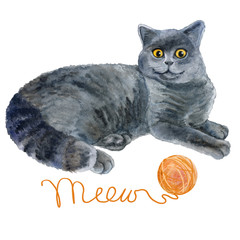 Scottish Fold Gray Cat Portrait. Illustration. watercolor