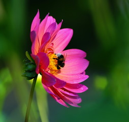 Dahlie,Hummel,Futtersuche