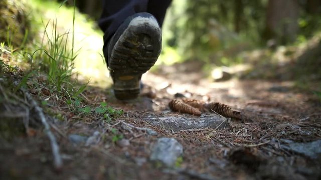Camminata nel bosco a fianco di un fiume