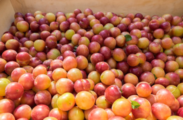Cherry plums for sale at farmers market in Provence region. France