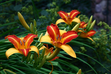 Hemerocallis with red and yellow petals./Two groups of flowers of a hemerocallis are brightly...