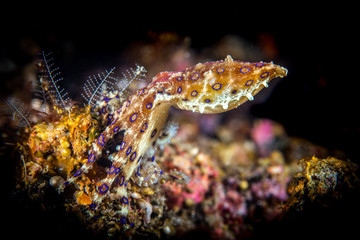 Bluering Octopus