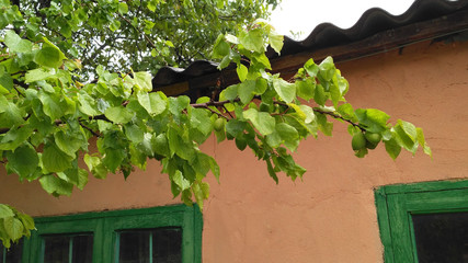 Spring apricot tree with green ripening fruits after rain in the garden_2