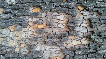 Colorful bark of plane tree. Sycamore trunk texture_2