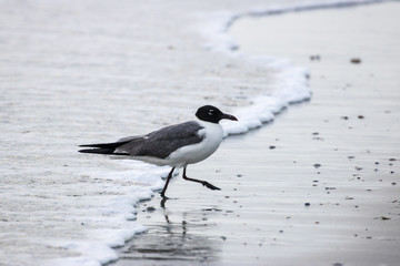 Bird Running From Water