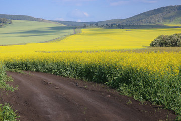 Yellow field.