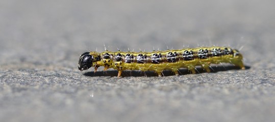 Caterpillar escapes glass