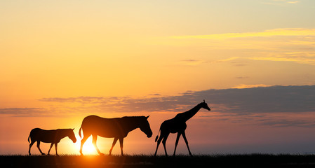 Fototapeta na wymiar Safari sunset landscape