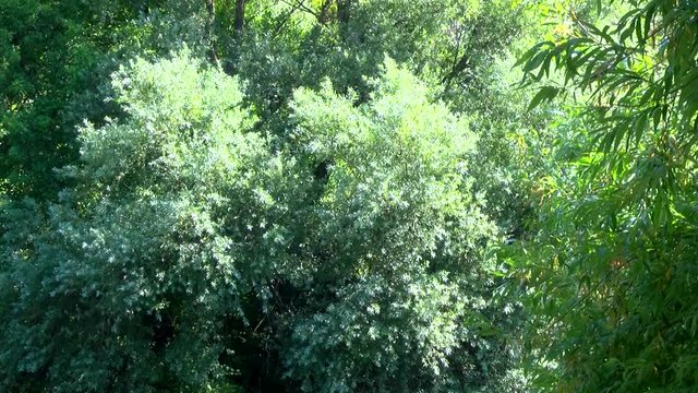 Polline che vola tra gli alberi