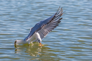 White gull sitting on the surface of sea trying to grab food in flight