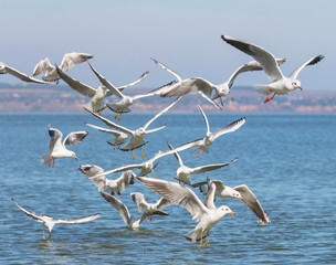 Flock of seagulls (Larus michahellis) are flying over the sea