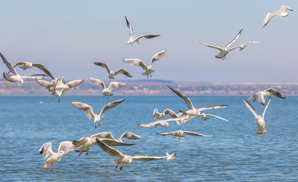 Many seagulls (Larus michahellis) are flying over the water in search of food