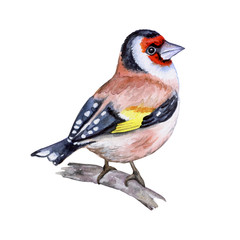Goldfinch. Bird. Hand painted. Illustration. Watercolor 