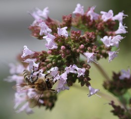 Bees and Bumplebees