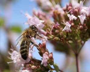 Bees and Bumplebees