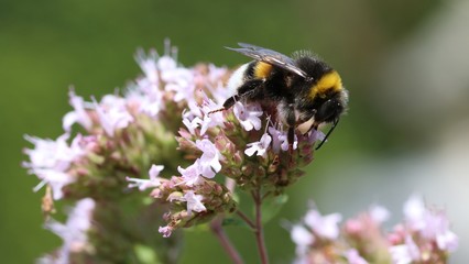 Bees and Bumplebees