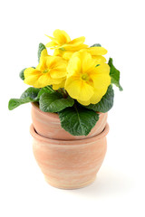 yellow primrose in flowerpot at white isolated backgrounds