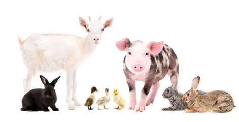 Group of cute farm animals, isolated on white background