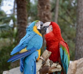 Fototapeta na wymiar Parrots