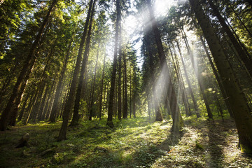 Green forest with rays