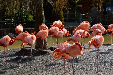 Pink Flamingo - 166321405