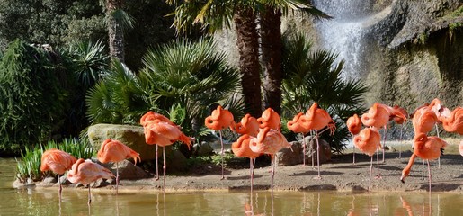 Pink Flamingo - 166321489