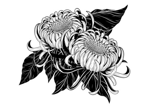 Chrysanthemum vector on white background.Chrysanthemum flower by hand drawing.