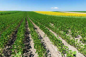 Fototapeta na wymiar Green soybean field at summer
