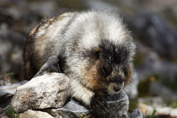 Marmotte
