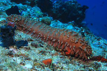 Obraz na płótnie Canvas Pineapple sea cucumber