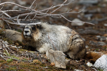 Obraz premium Marmotte