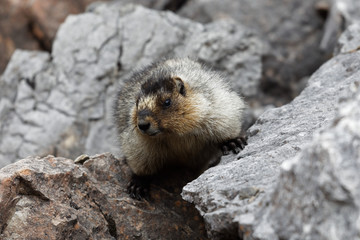 Petite marmotte